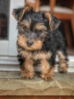 18C55799-EF03-4886-9EC3-101B99B0BF3C.webp 18C55799-EF03-4886-9EC3-101B99B0BF3C.webp