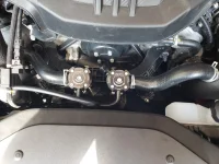 genesis bov.webp