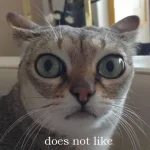 Does-Not-Like.webp