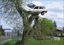 Cartree.webp
