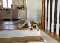 Otto on stairs.jpg Otto on stairs.jpg