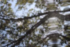 Swirl Marks 1.webp