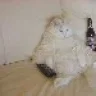 Slo cat