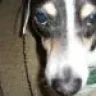 tuckerdog1