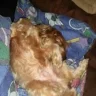 Poochie99