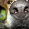 it's a dogs life