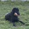 Buddy0610