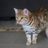 Ahseelot_MD