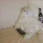 Slo cat