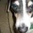 tuckerdog1
