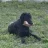 Buddy0610
