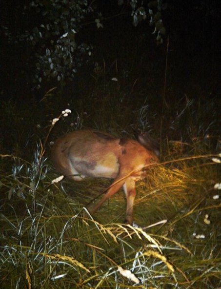 deer1.jpg