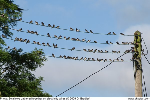 swallowsonline001.jpg