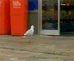 1274368416922.gif