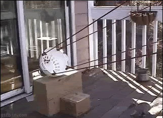 squirel.gif