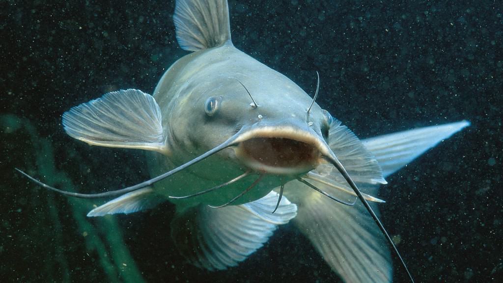 australian-man-attacked-by-catfish-he-caught.jpg